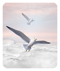 Journey Home Clouds Birds Pink